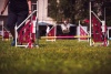 VETAMIX na agility pretekoch v Rokycanoch
