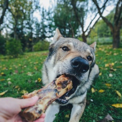 Sušená bravčová kosť