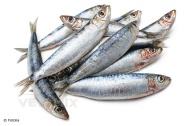 Sardinky 0,5 kg