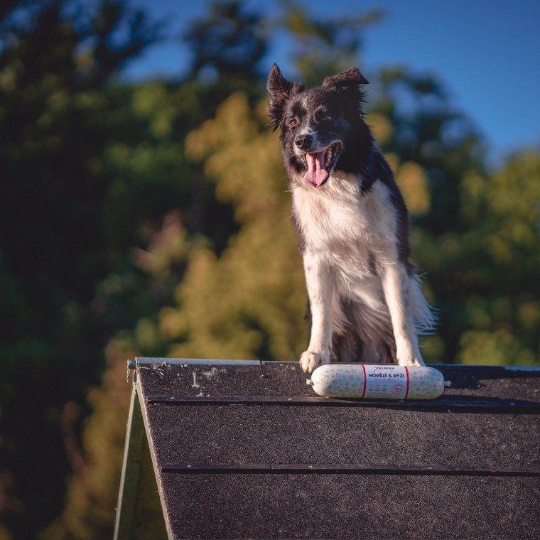 Agility tábor u Berounky 2021