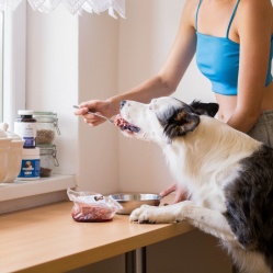 BARF morčací 0,5 kg