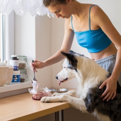 BARF morčací 0,5 kg