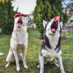 Hovädzie kúsky 1 kg