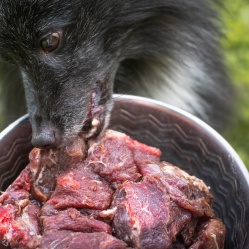 Hovädzie kúsky 1 kg