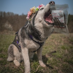 Hovädzie mäso JERKY Medium 50 g