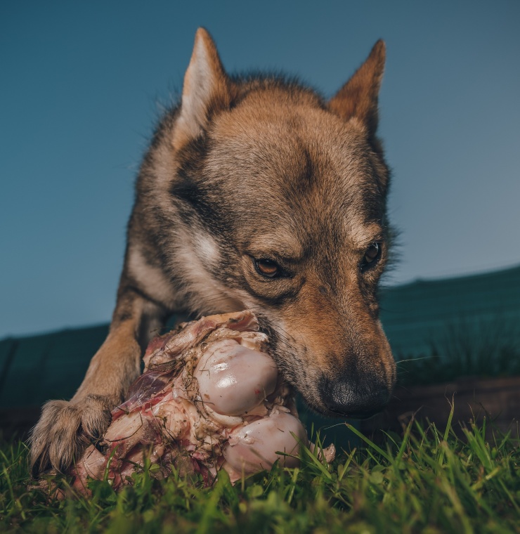 *** NOT TRANSLATED ***