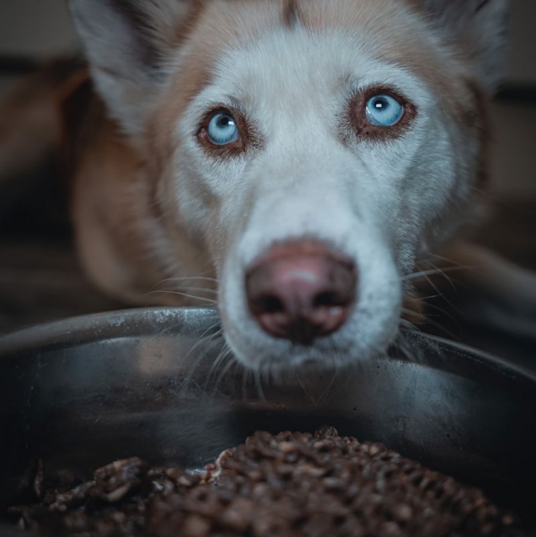 RECENZIA: Corina a Hope odporúčajú: Zverinový orez