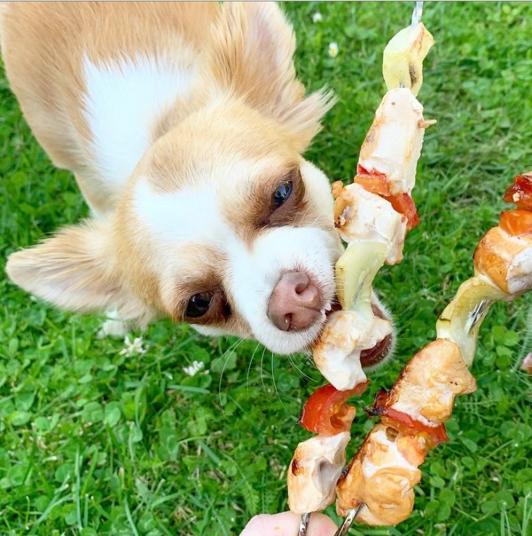 RECEPT: LETNÉ FRESH ŠPÍZY PRE PSÍKOV