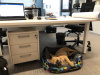 Se psem v kanceláři