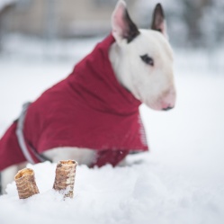 Sušená hovězí trachea 10 cm 2 ks