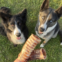 Sušená hovězí trachea 10 cm 2 ks