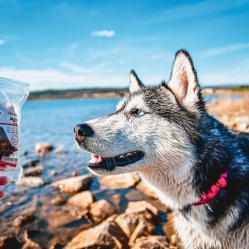 Sušené hovädzie mäso JERKY