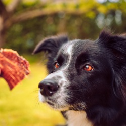 Sušené hovädzie mäso JERKY