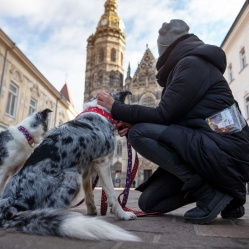 Sušené kuracie mäso