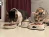 Tipy na vyvážené jídelníčky pro kočky