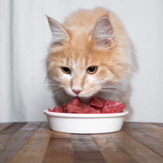 Tipy na vyvážené jídelníčky pro kočky