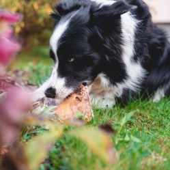 VETAMIX Hovädzia lopatka 1 ks