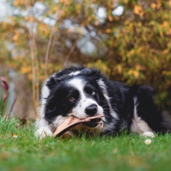 VETAMIX Hovädzia lopatka 1 ks