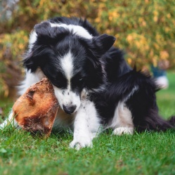 VETAMIX Hovädzia lopatka 1 ks