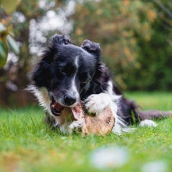 VETAMIX Hovädzia lopatka 1 ks