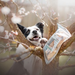 VETAMIX Králičie ucho 4 ks