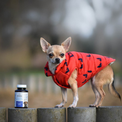 Vetamix vitamíny mobilita pre malé psy