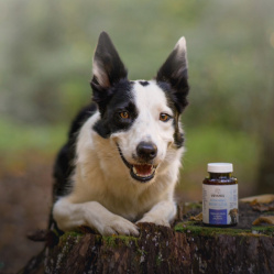 Vetamix vitamíny mobilita pro velké psy