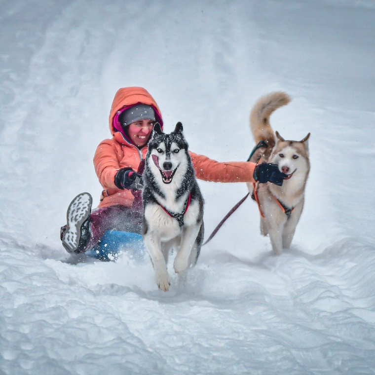 VÝBER PLEMENA PSA S OHĽADOM NA KŔMENIE