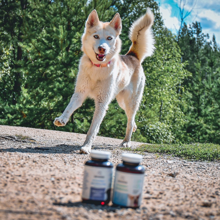 Zdravotné nástrahy u aktívnych psíkov